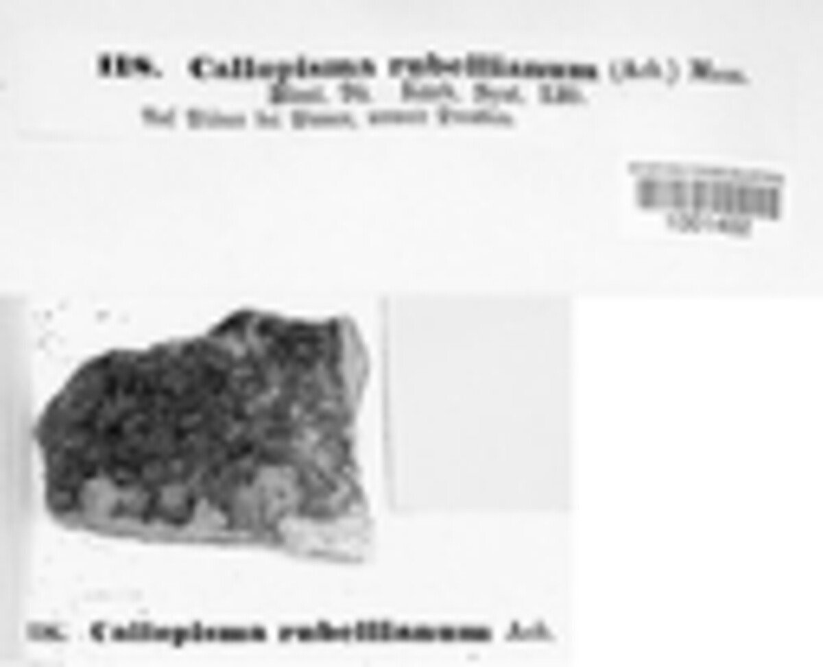 Callopisma rubellianum image